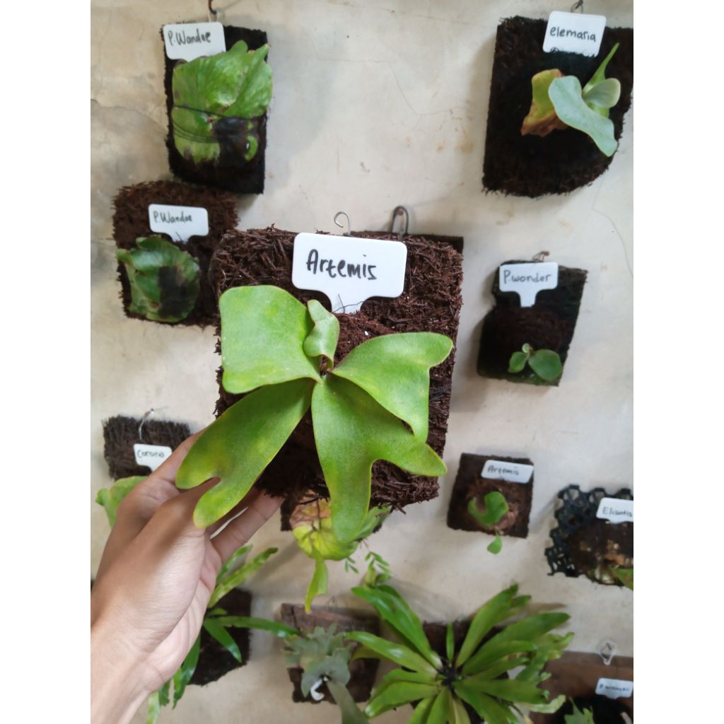 platycerium artemis kecil/baby