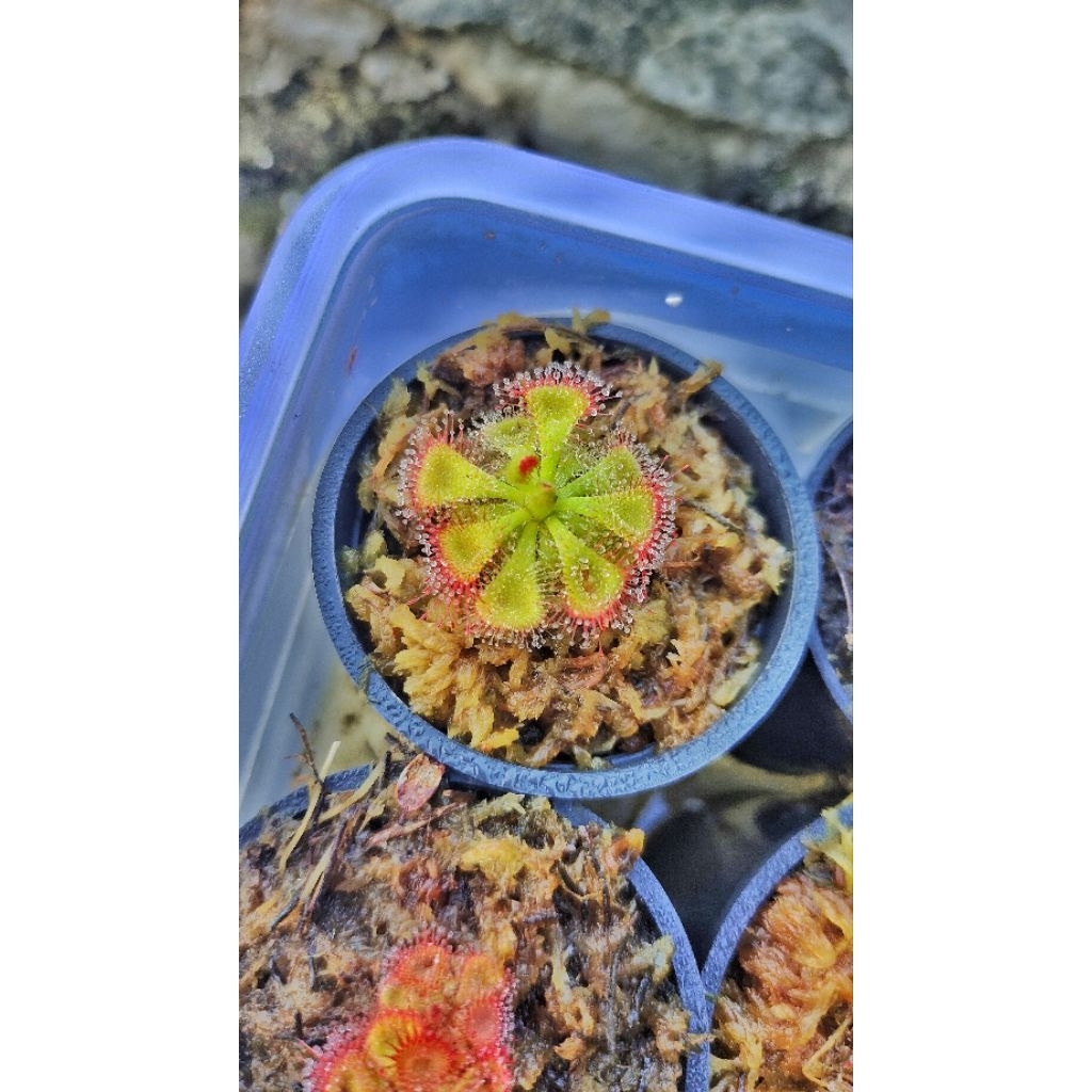 Drosera Sessilifolia