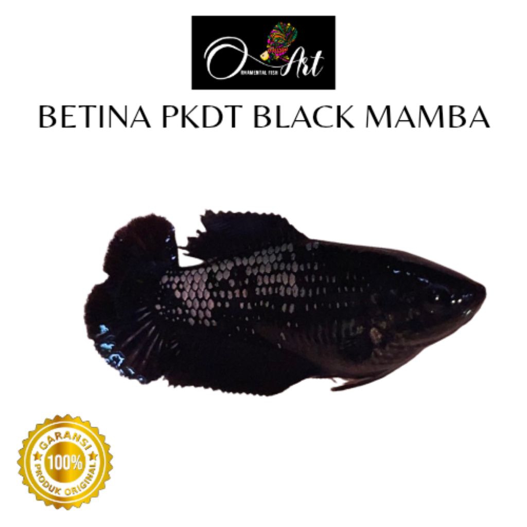 Betina Pkdt Black Mamba Remaja Size S-M Hiasan Aquarium Dekorasi
