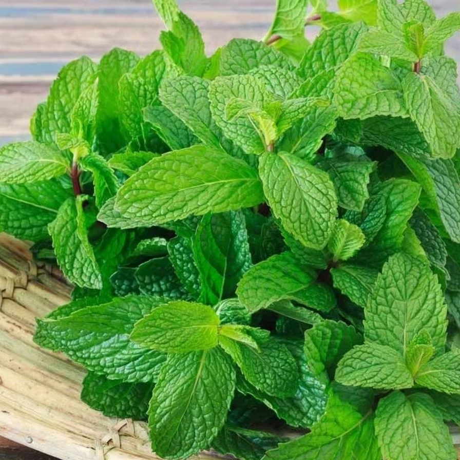 Daun Mint Segar Lalapan Plus Herbal