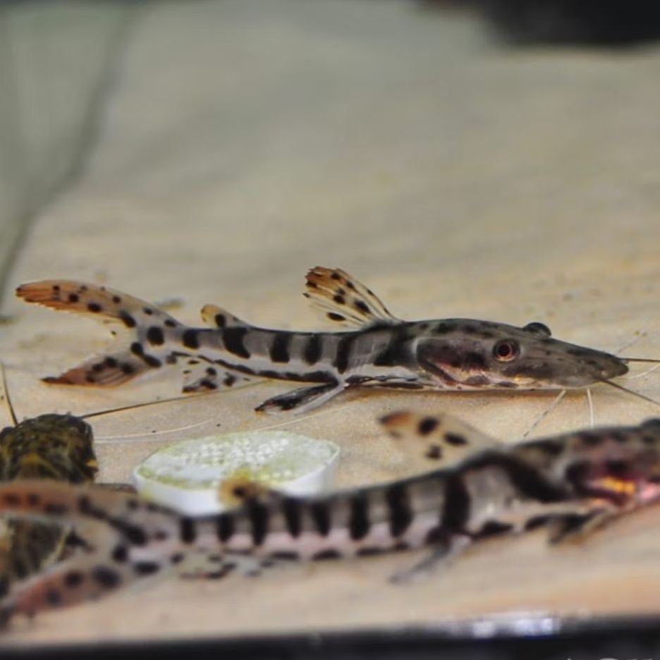 Tiger Shovelnose Catfish 8-10cm