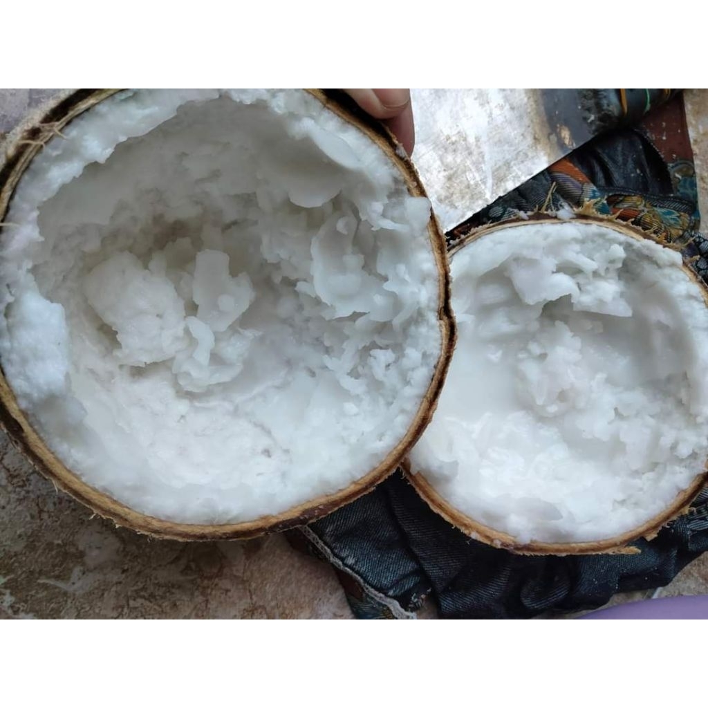 KELAPA KOPYOR/KELAPA PUAN/KELAPA RONTOK