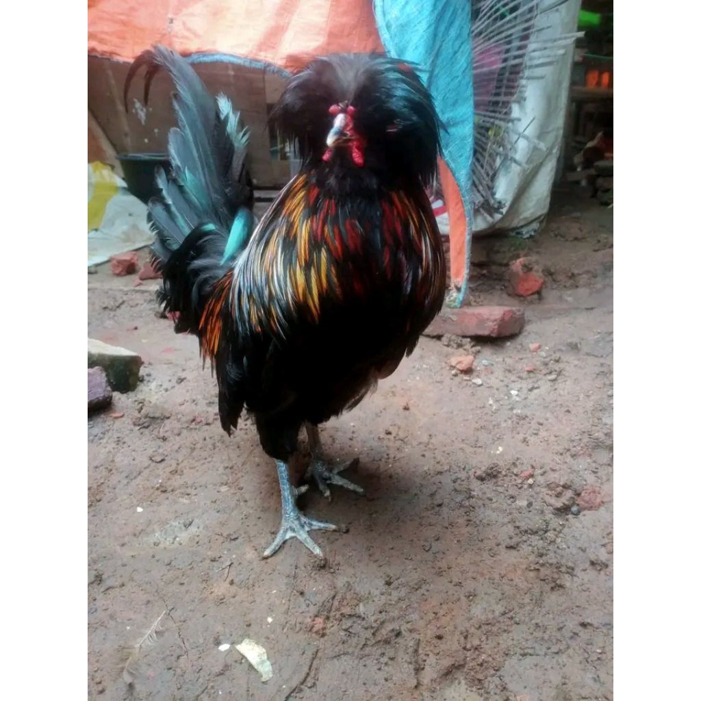 telur FERTIL ayam poland JAMBUL siap di tetaskan