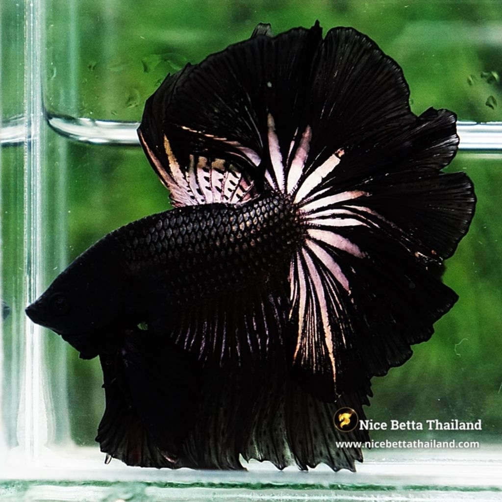 HALFMOON BLACK ORCHID