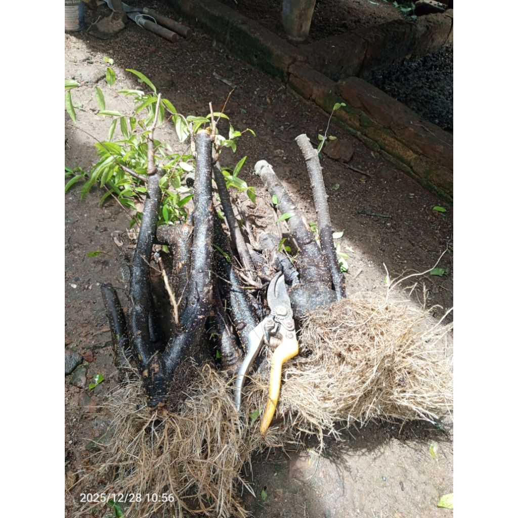 BAHANN BONSAI ANPUT/CANGKOKAN