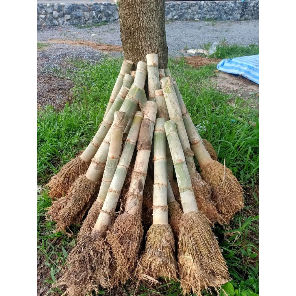 bibit bambu petung jumbo asli