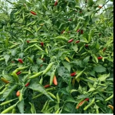 Terlaris Benih Cabai Rawit Lokal Unggul, Cabe Rawit jenis Padang, ( cabai rawit Liwa tahan virus, be