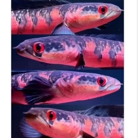 (PROMO) Paket isi 4 Red barito size 3-6cm