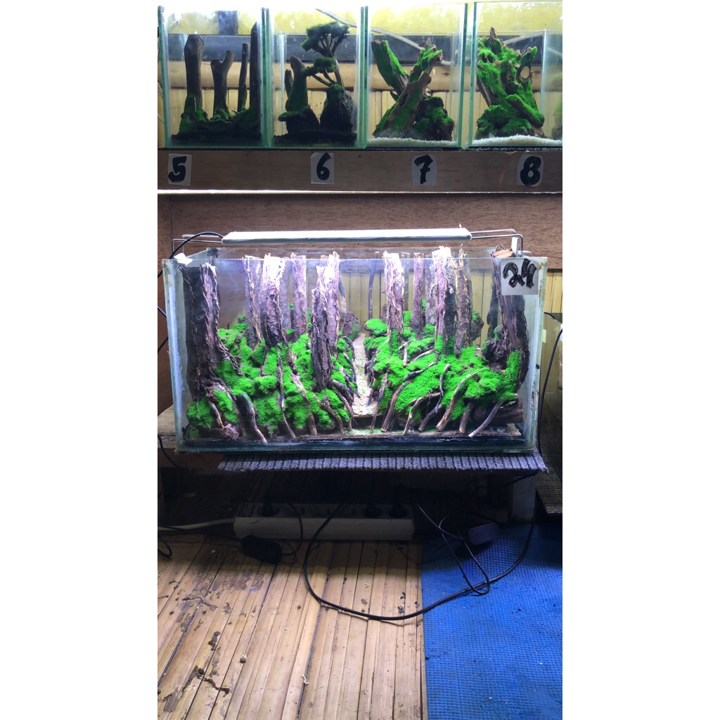 aquascape murah tema jungle/hutan fullset size 55x30x30 cm siap pandang tinggal isi air