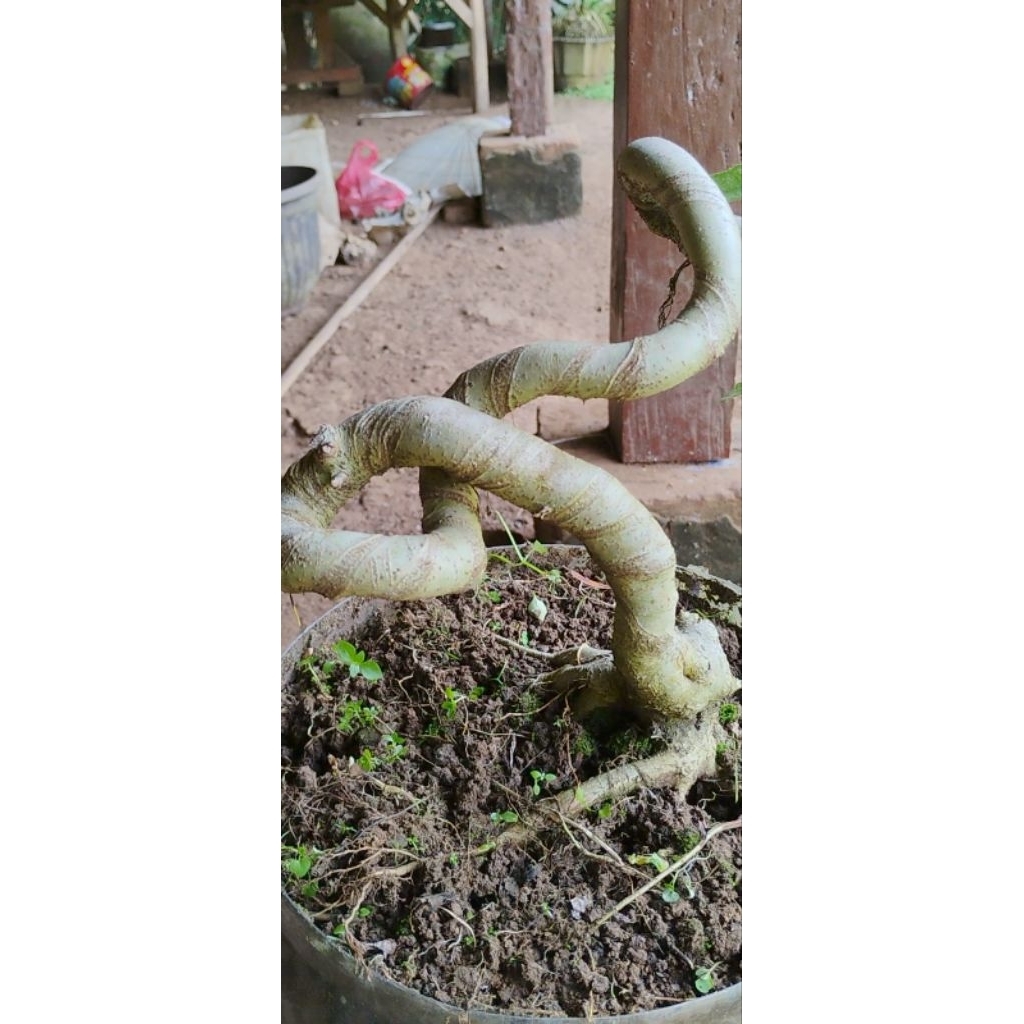 bonsai amplas putih sesuai gambar