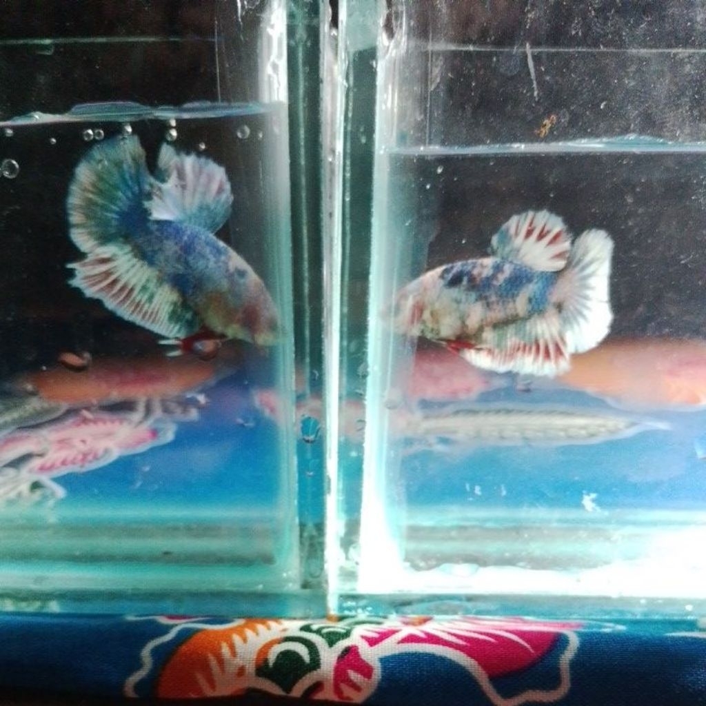 cupang barongsai top grader