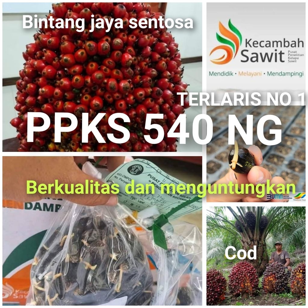 Bibit Benih Kecambah Sawit DXP PPKS 540 (250 butir)