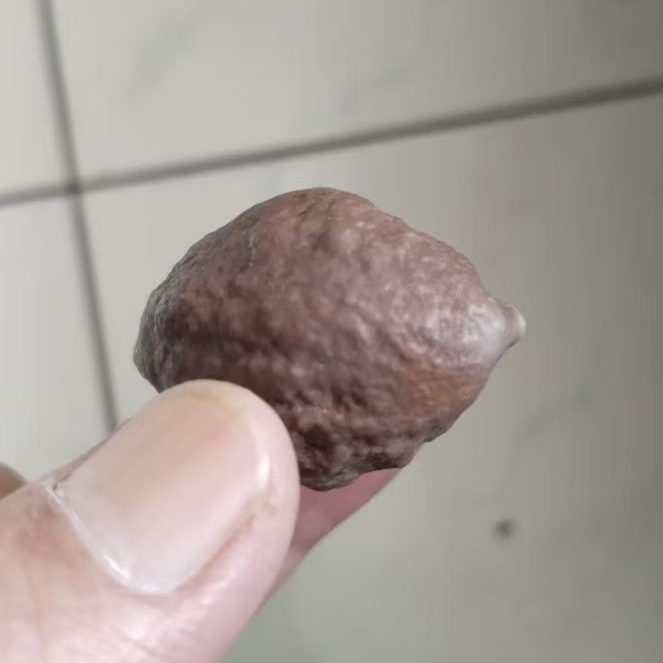 Kemiri Adu Muncang Adu Jayanti Jelita Ori Tua Jatuhan