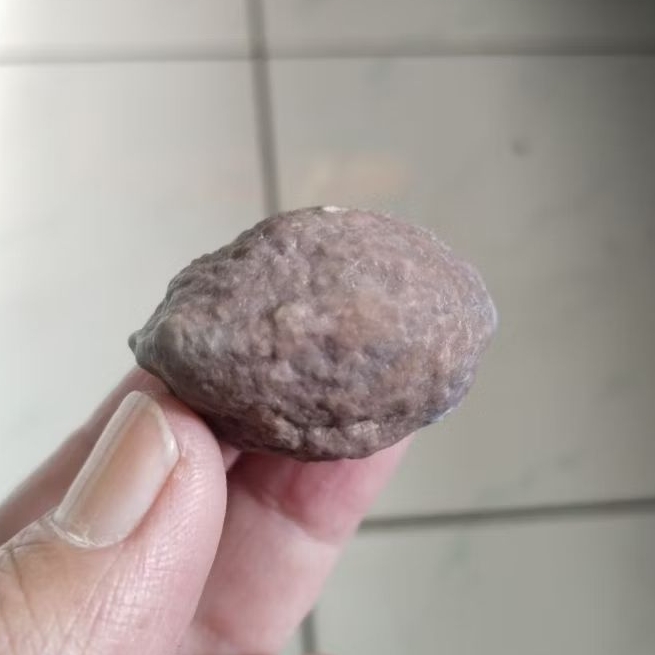 Kemiri Adu Muncang Adu Jayanti Jelita Ori Tua Jatuhan