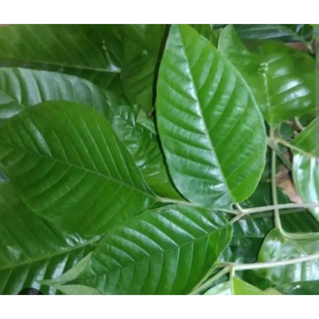 daun saga.daun kacapi bisa buat suara jadi lebih bagus.daun balakacida obat herbal alami buat budug.