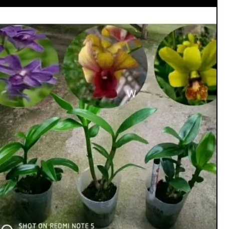 Anggrek 3 jenis dewasa-anggrek ungu/anggrek hijau/anggrek kuning