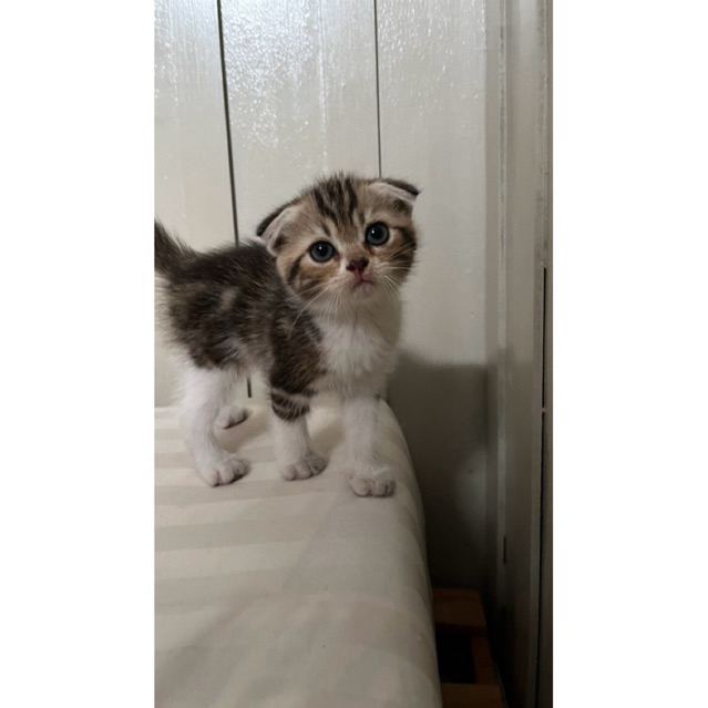 Scottish fold kitten