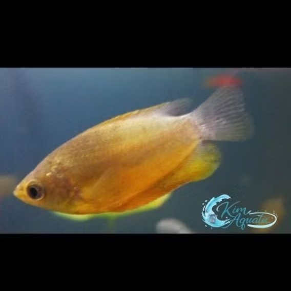 Cairan Ikan Sepat Madu/Bangkok + Bonus Ikn/Pkn