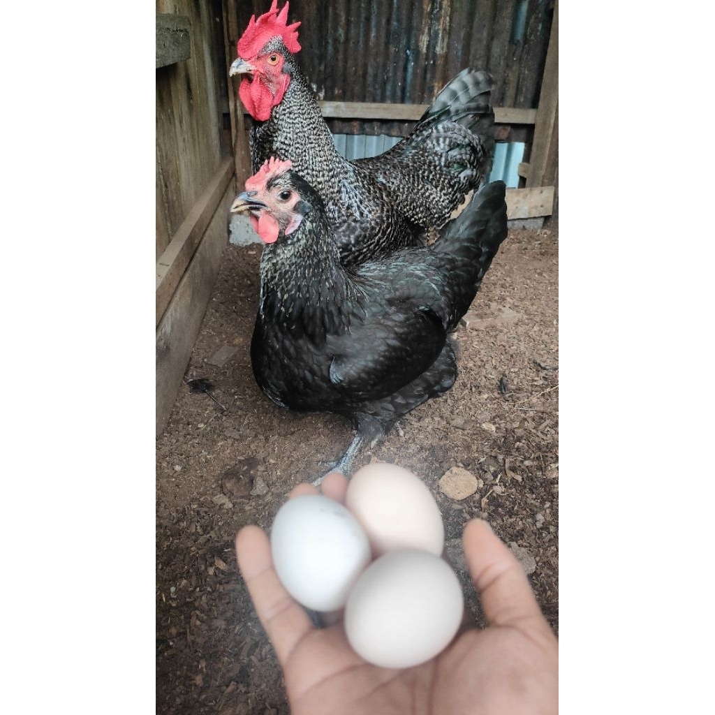 Isi 5 Butir Telur Fertil Ayam Black Permud 3 (BP3)