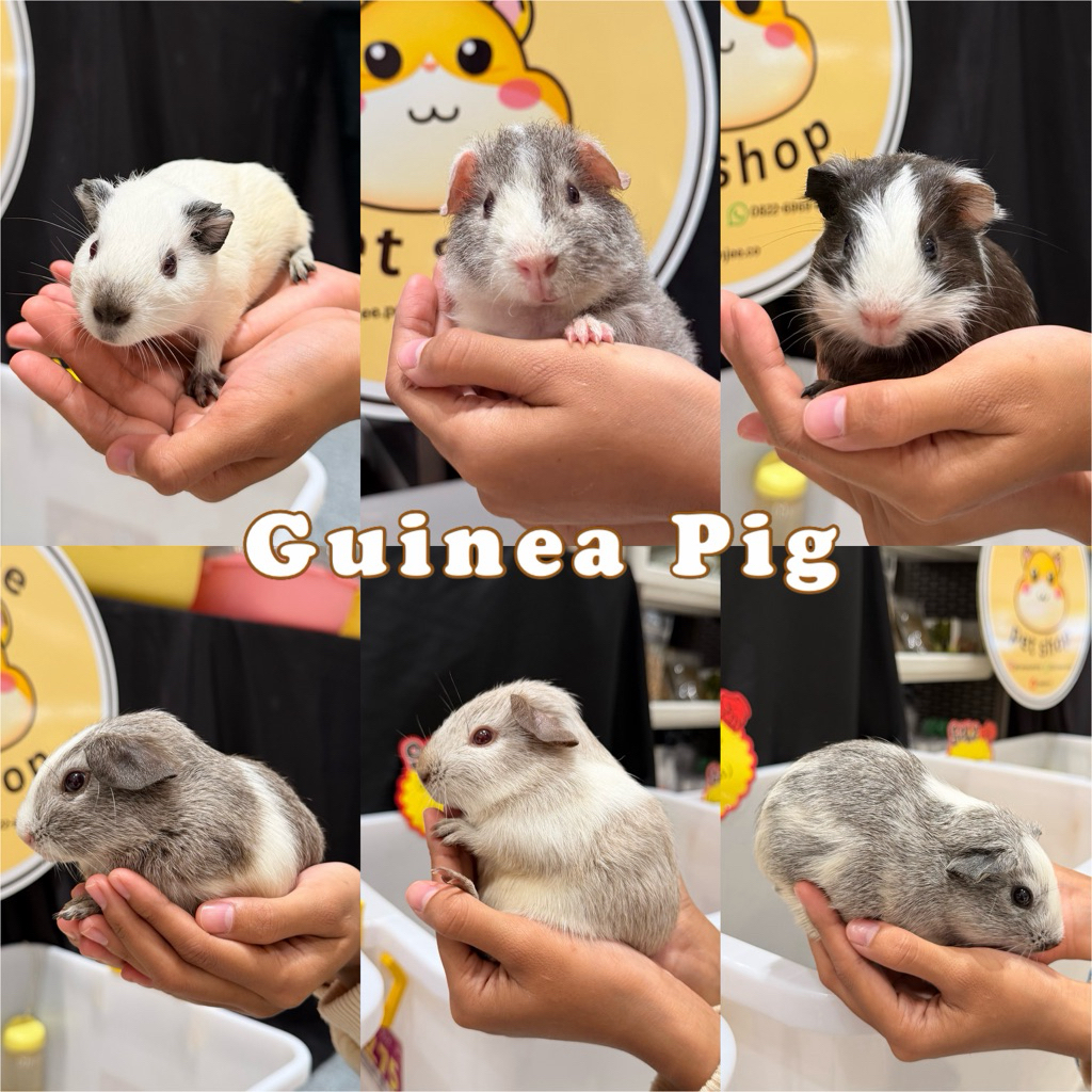 Guinea Pig California, American, Teddy, Coronet Satin (Marmut Hias Palembang)