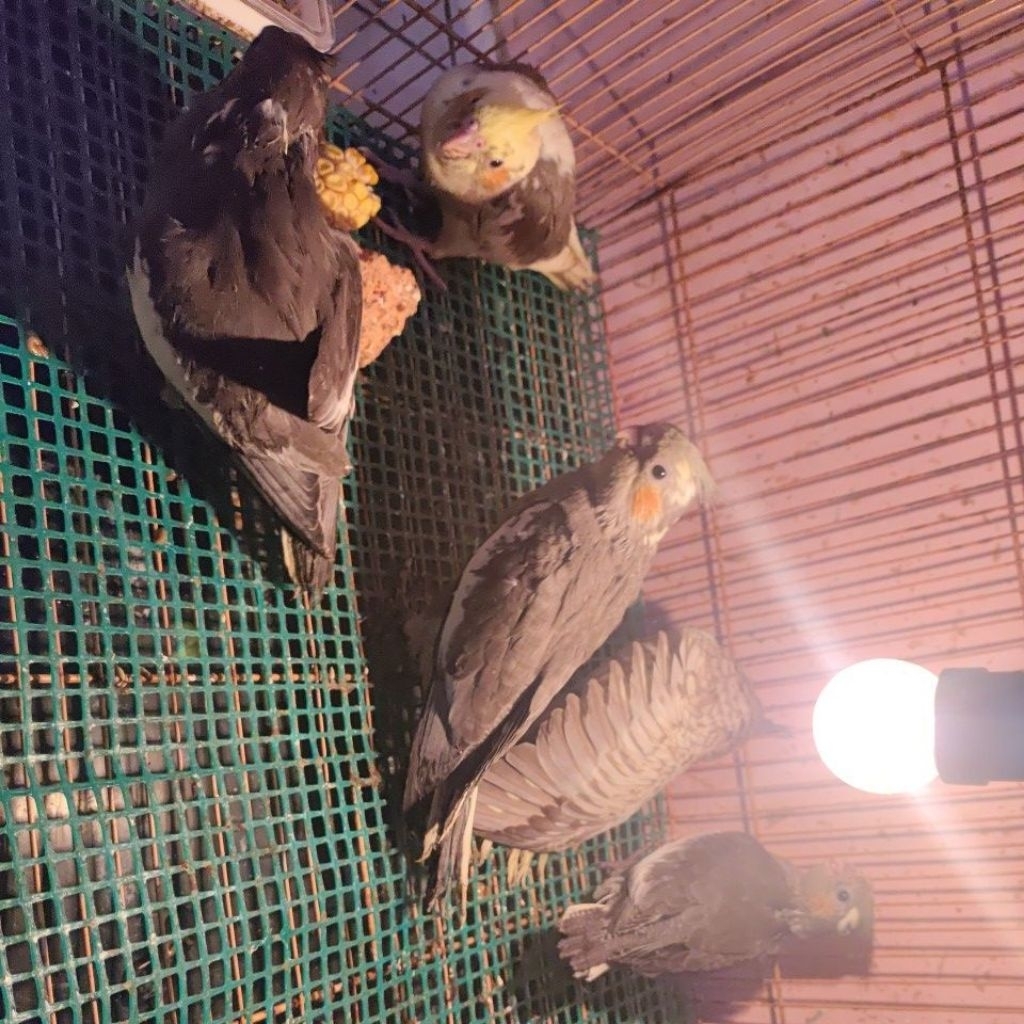 Lolohan Parkit Australia (Tiel Treats & Kitchen)