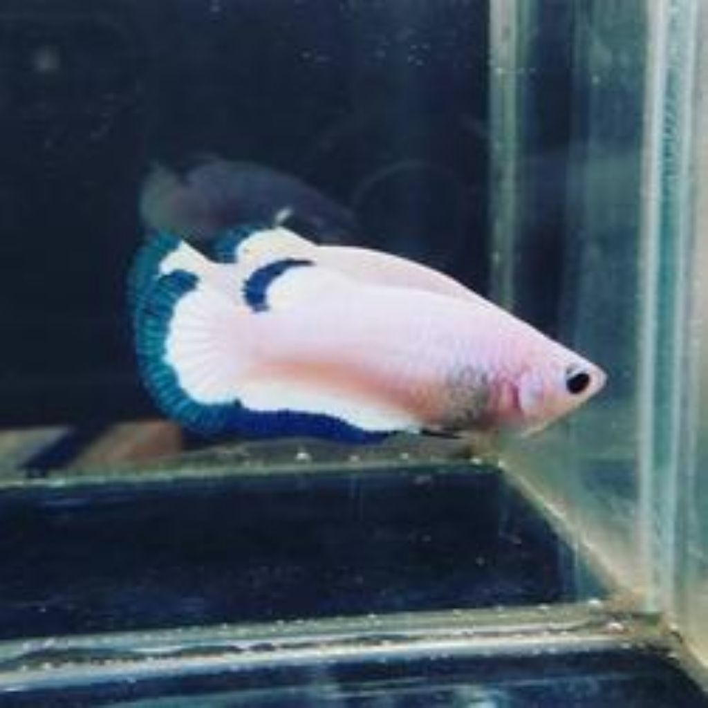 Cupang Plakat BlueRim Betina Line Thailand