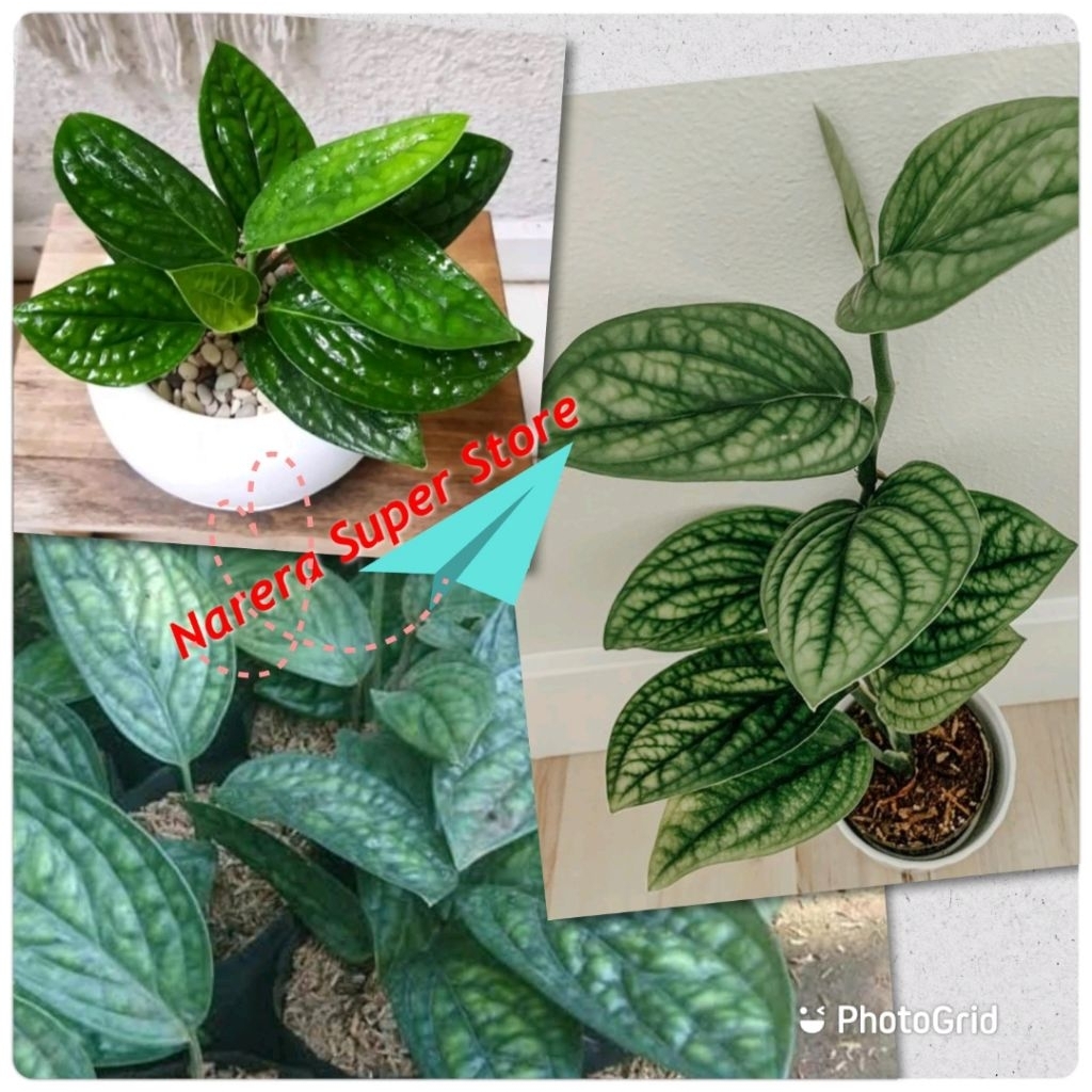 Tanaman Hias Monstera Peru Karstenianum Sirih Badak Bunga Plant Murah Ekonomis