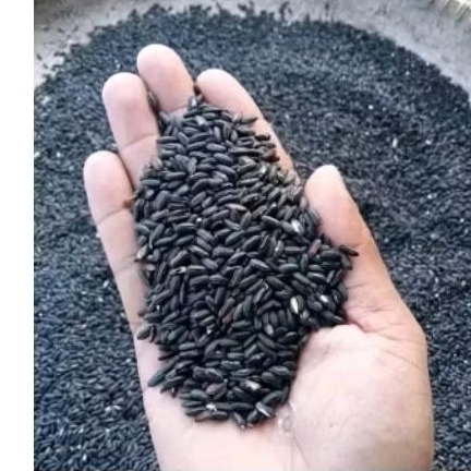 Ketan Hitam Super Pilihan Super Grade A1 beras Ketan hitam