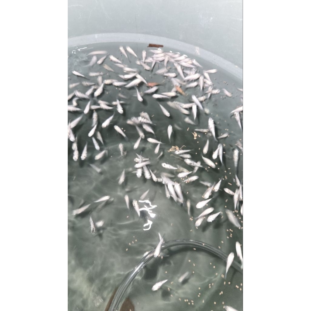 ikan molly pakan ikan predator paket 100 pcs
