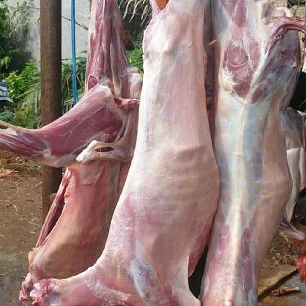 Daging Kambing Muda Utuh 1 Ekor Berat 10kg