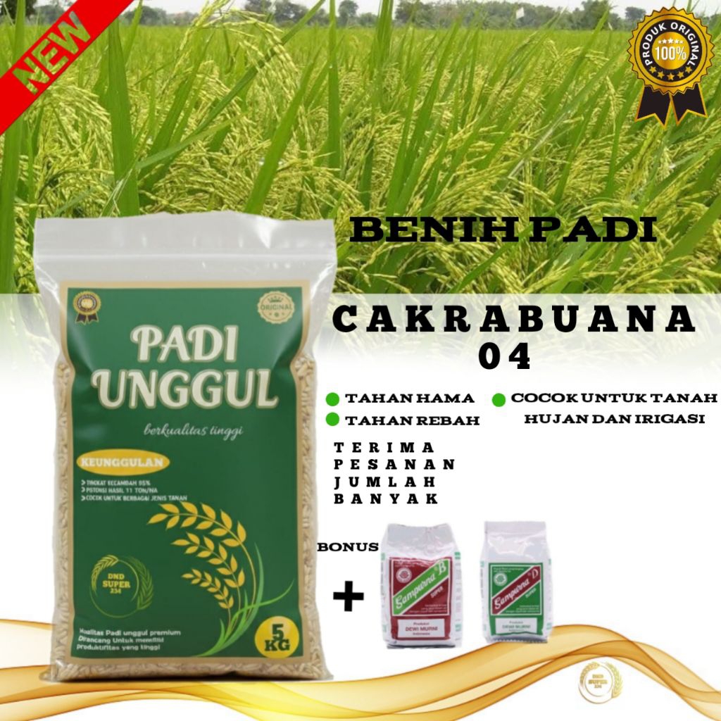 BENIH PADI CAKRABUANA 04 BONUS PUPUK SAMPURNA B DAN D BIBIT PADI CAKRABUANA 04 SUPER PREMIUM
