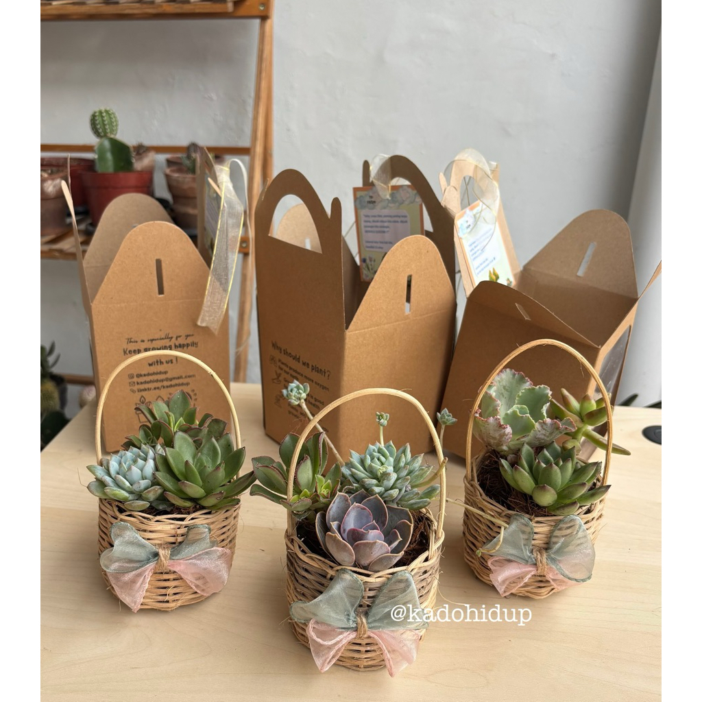 souvenir kaktus sukulen keranjang buket bunga keranjang buket bunga hidup properti foto