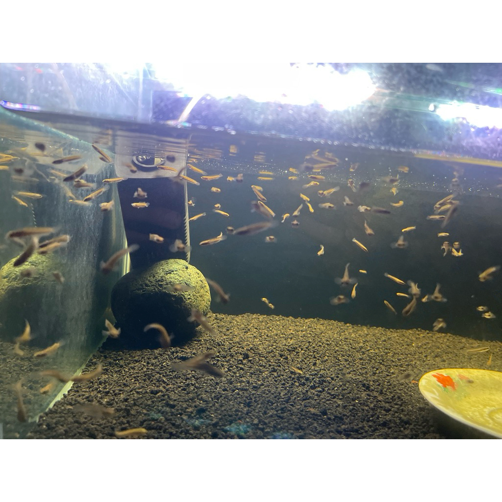 Limbata cb baby 2-3cm