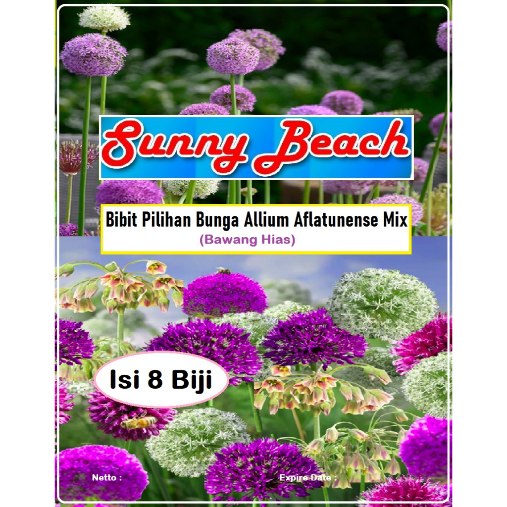 Bibit Pilihan Bunga Allium Aflatunense Mix | Bibit Bunga Bawang Hias | Biji Benih Bunga Allium Aflat
