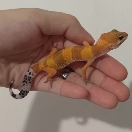 Custom Order Gecko SHTCT ( TANG 25-1 )