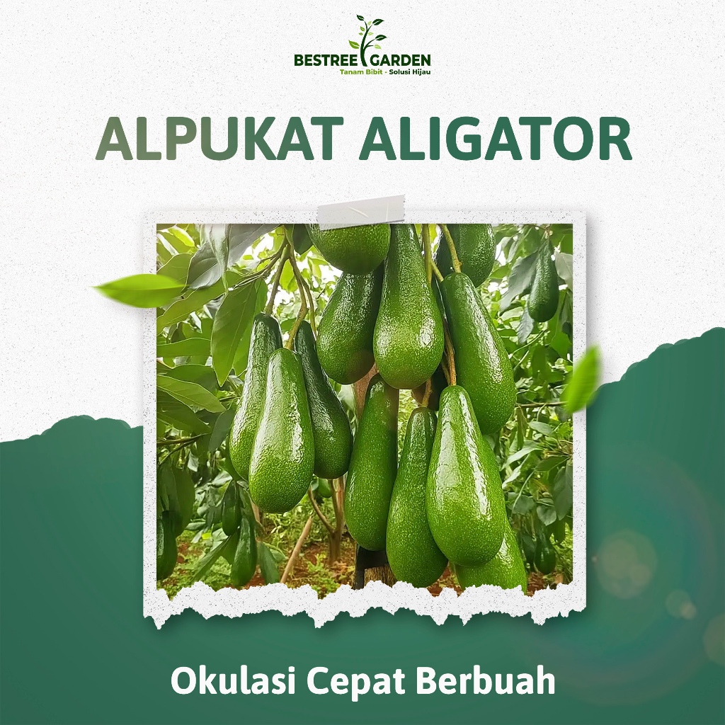Bibit Alpukat Aligator Hasil Okulasi Tabulampot Bestre Garden