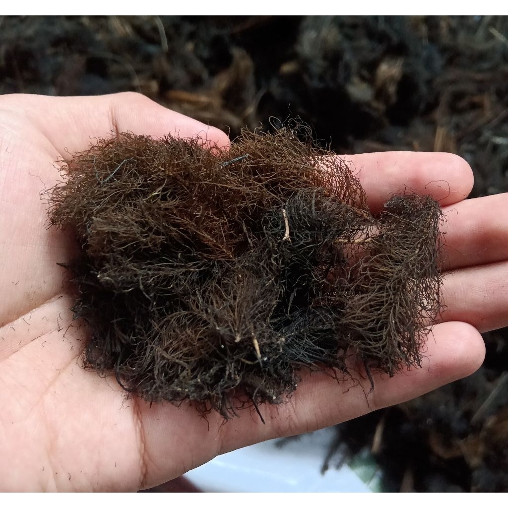 Media tanam Akar Eceng Gondok Kering