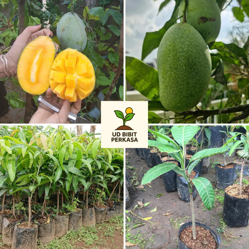 Bibit Mangga Manalagi Jumbo , Kualitas No , 1