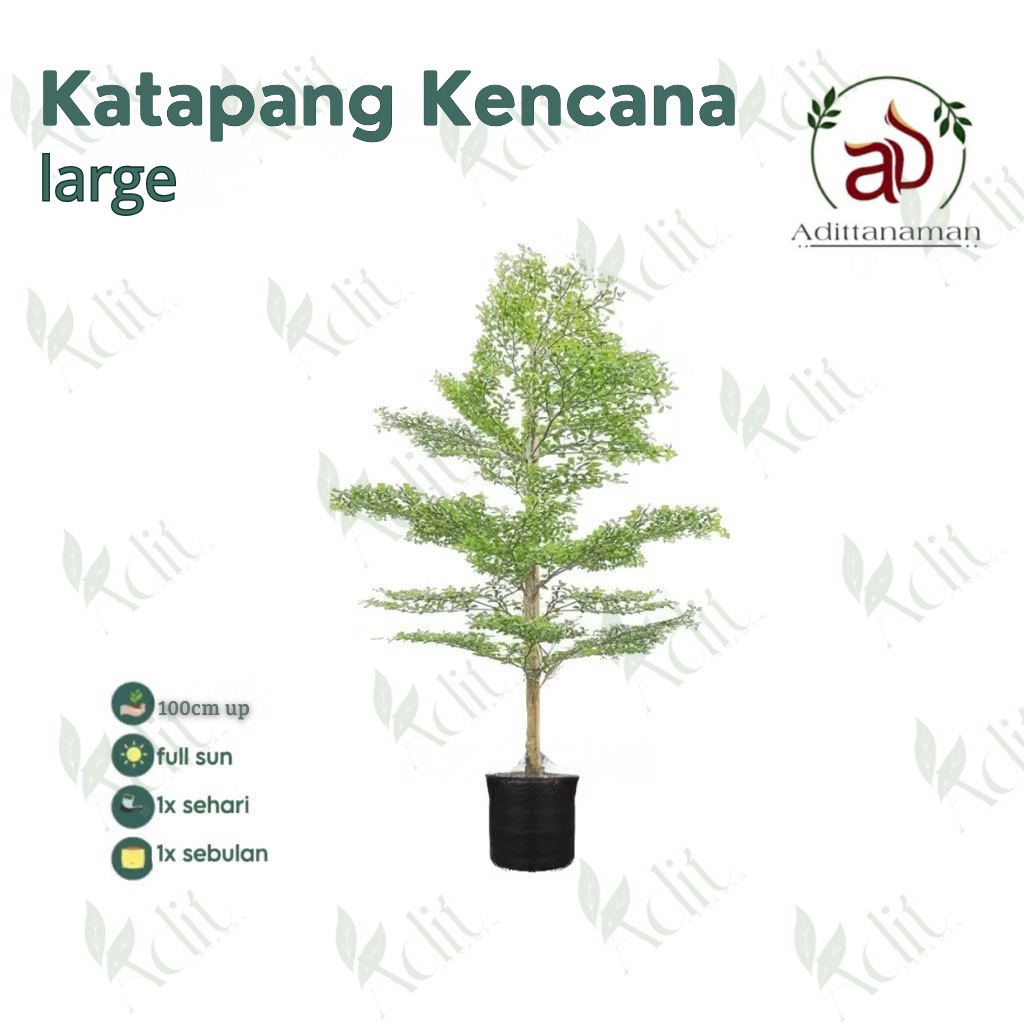 pohon ketapang kencana ukuran 1meter Tanaman ketapang kencana