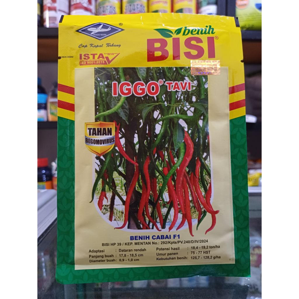 IGGO TAVI CABE MERAH KERITING