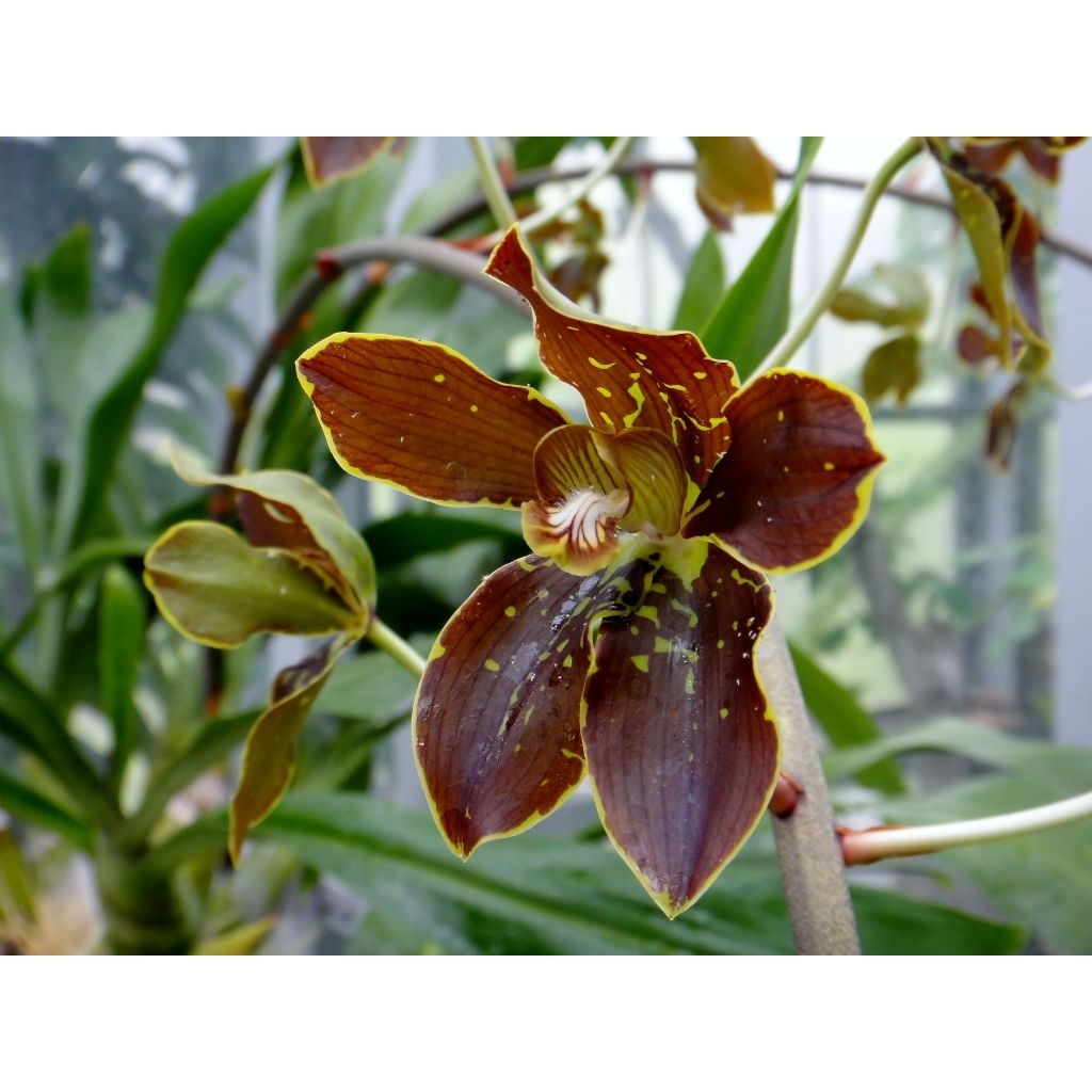 grammatophyllum martae remaja bibit bunga anggrek grama macan Tiger paws paw dikirim dengan pot dan 