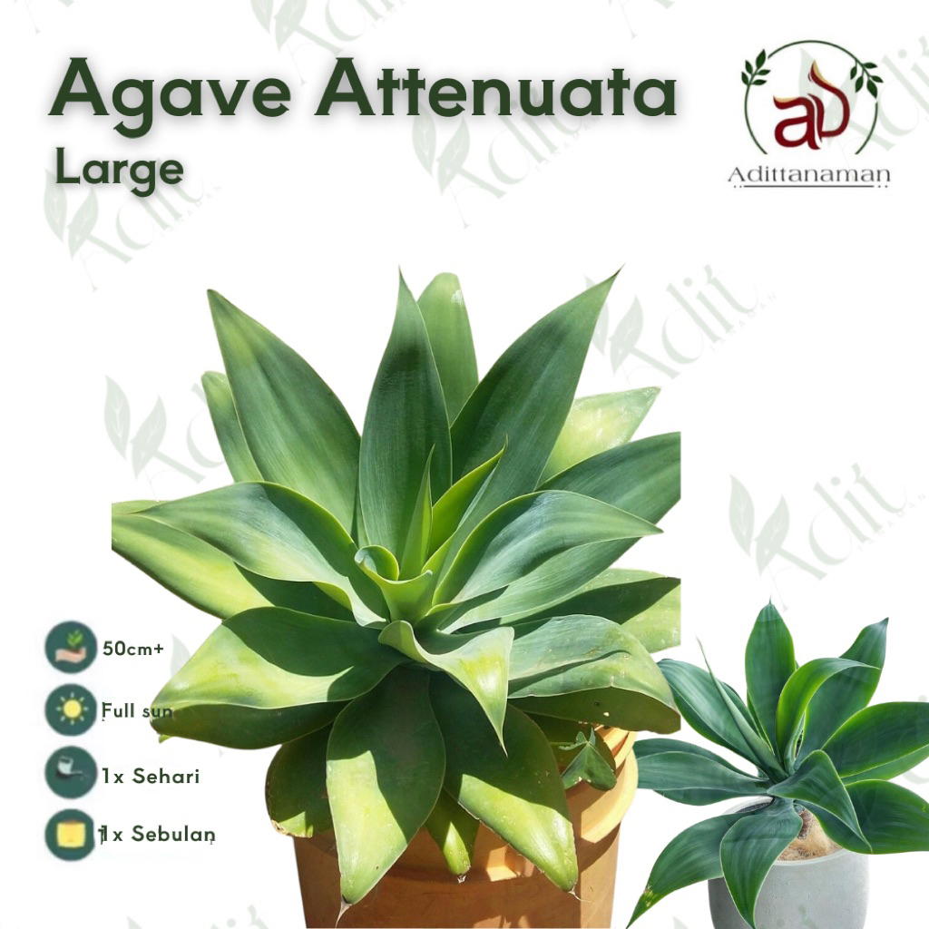 Tanaman hias Agave attenuata Tanaman Hias Agave siklok sanset autdoor  Tanaman hias agave