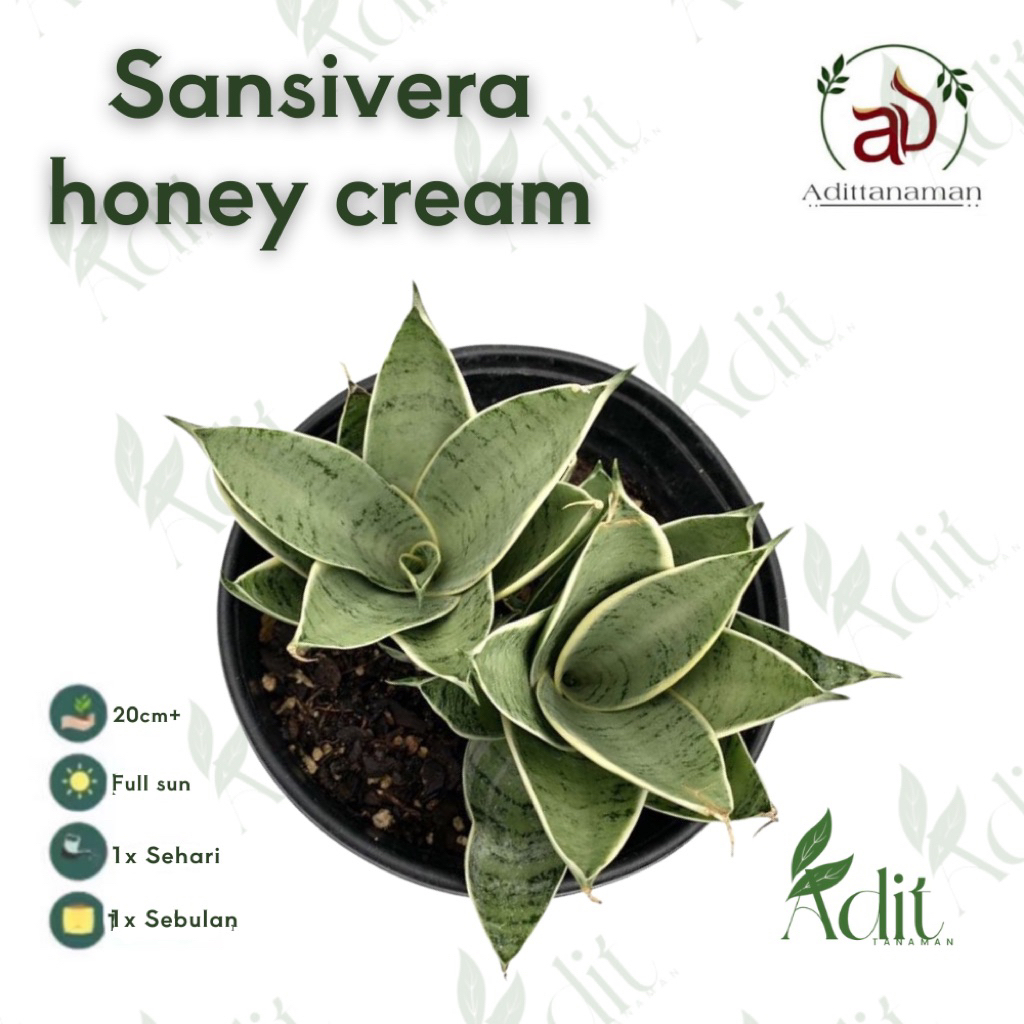 Tanaman Sansivera cream hani Tanaman Sansivera honey cream Tanaman hias starlight silver Sansivera M