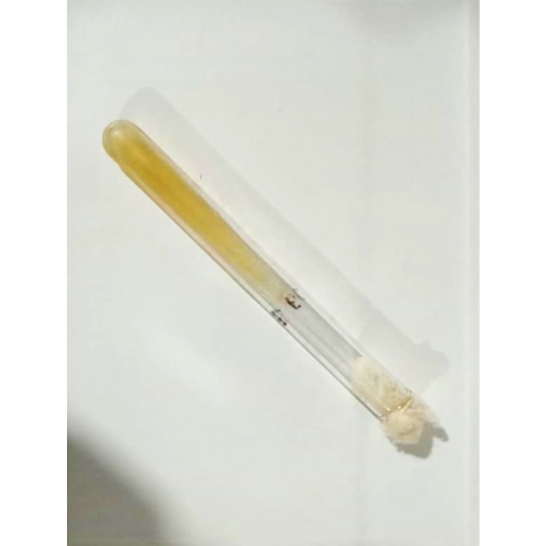 Isolat Bakteri Escherichia coli