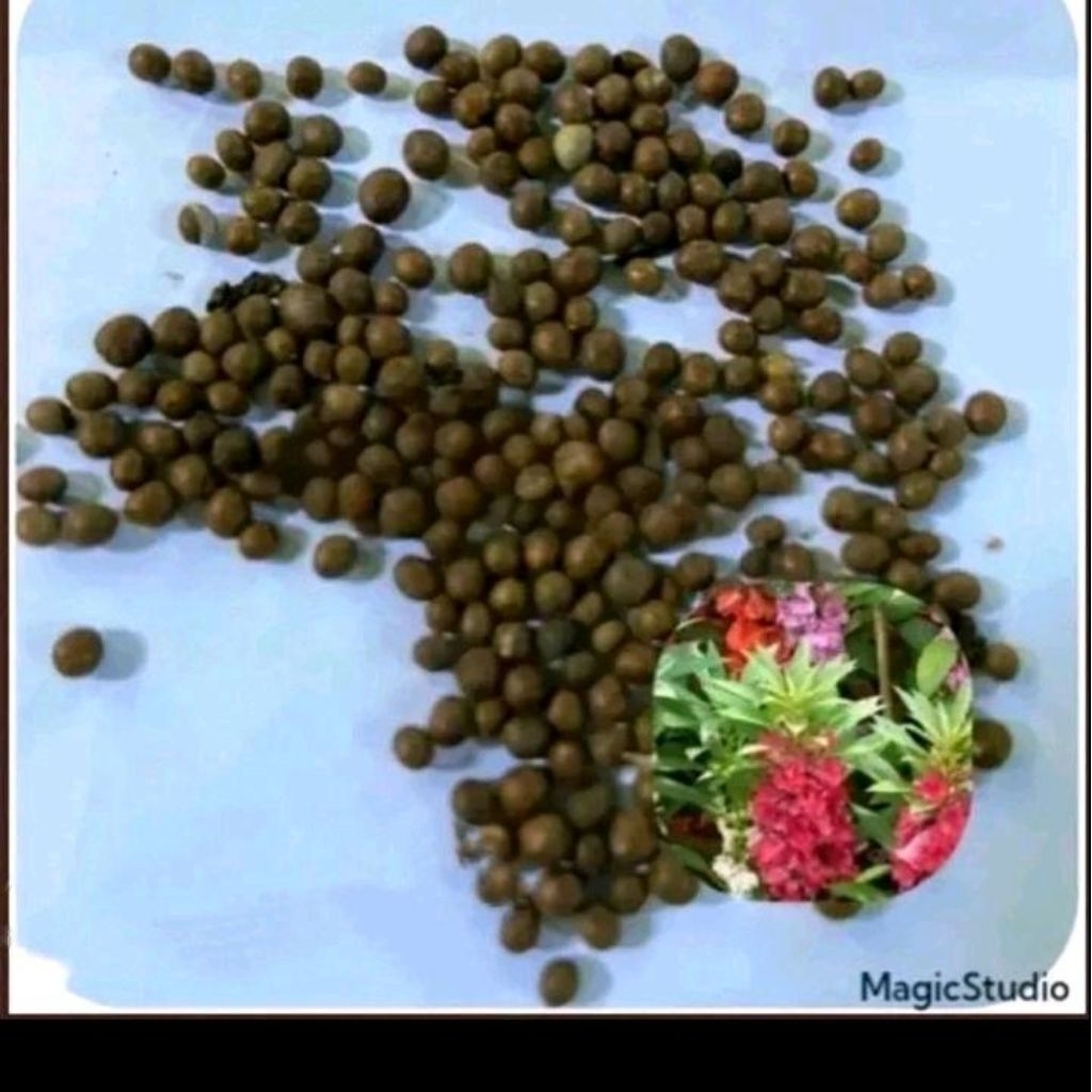 Benih bunga pacar air tumpuk mix warna