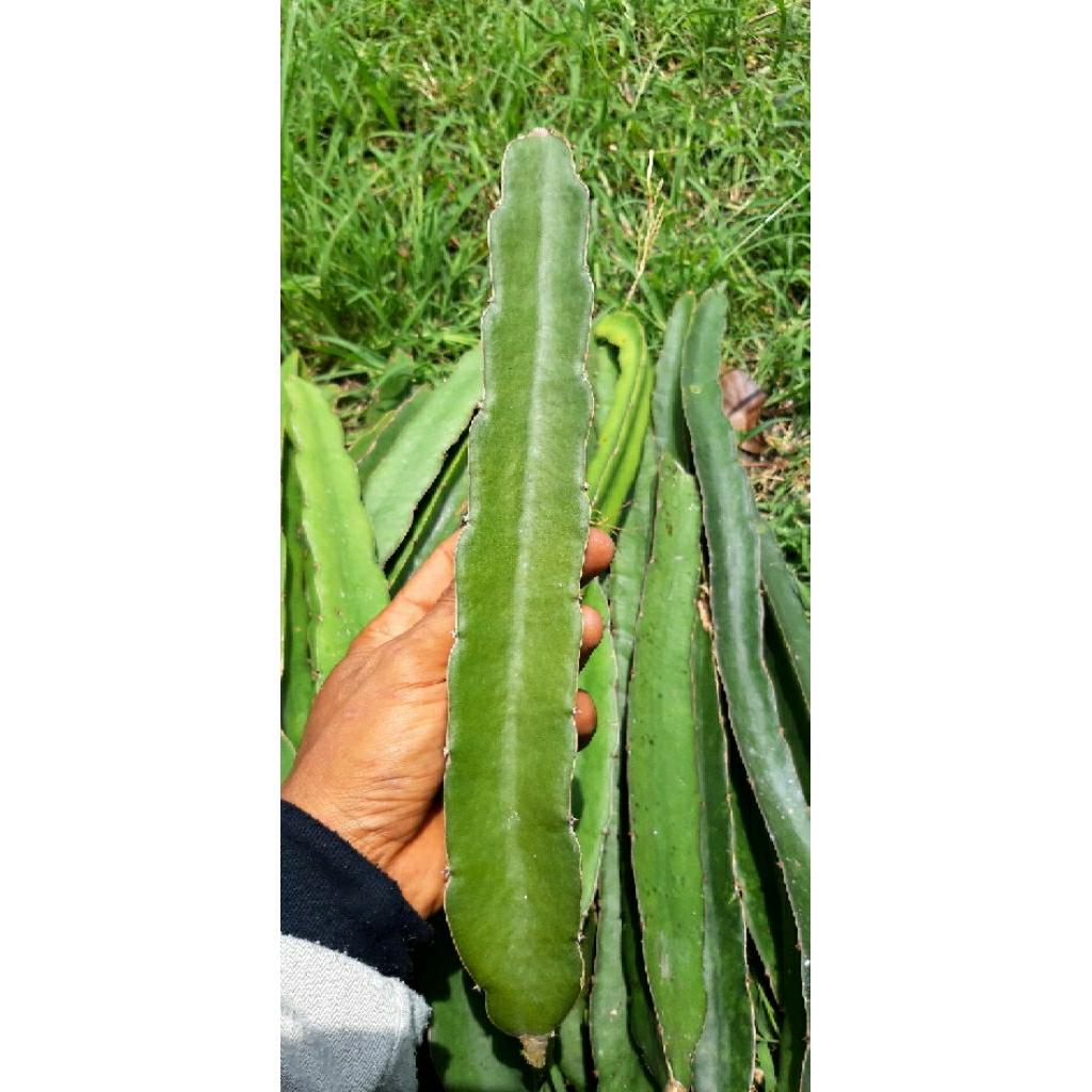 bibit buah naga kuning golden