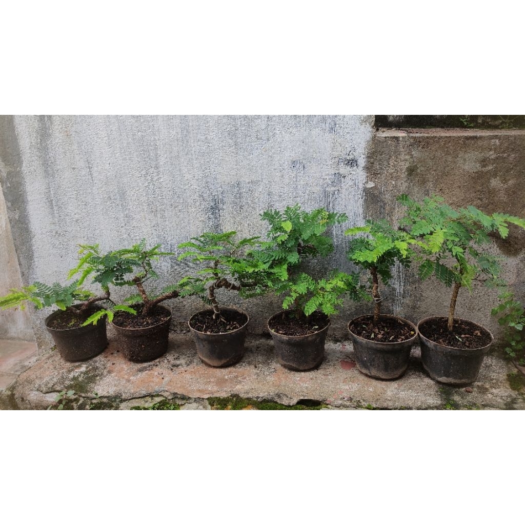Bonsai Asam Jawa