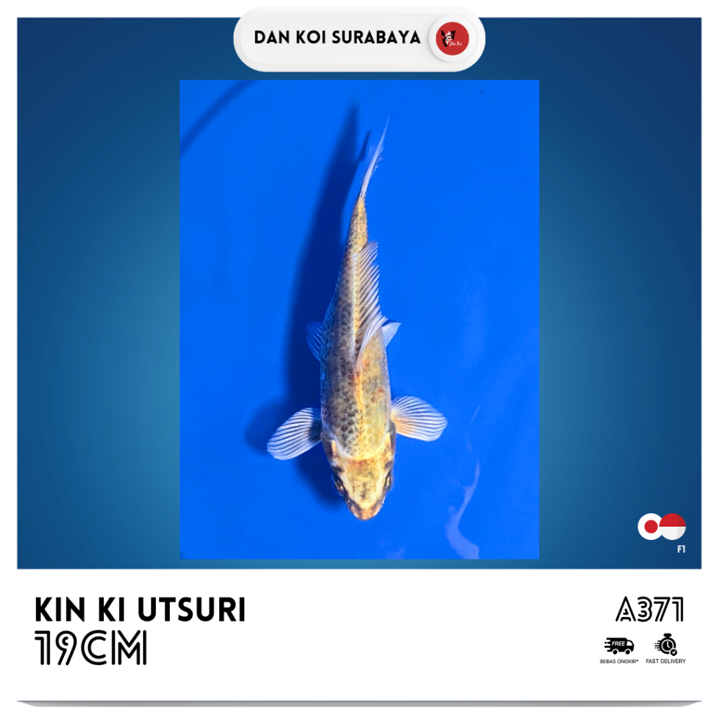 Ikan Koi Kin Ki Utsuri F1 Kode A368