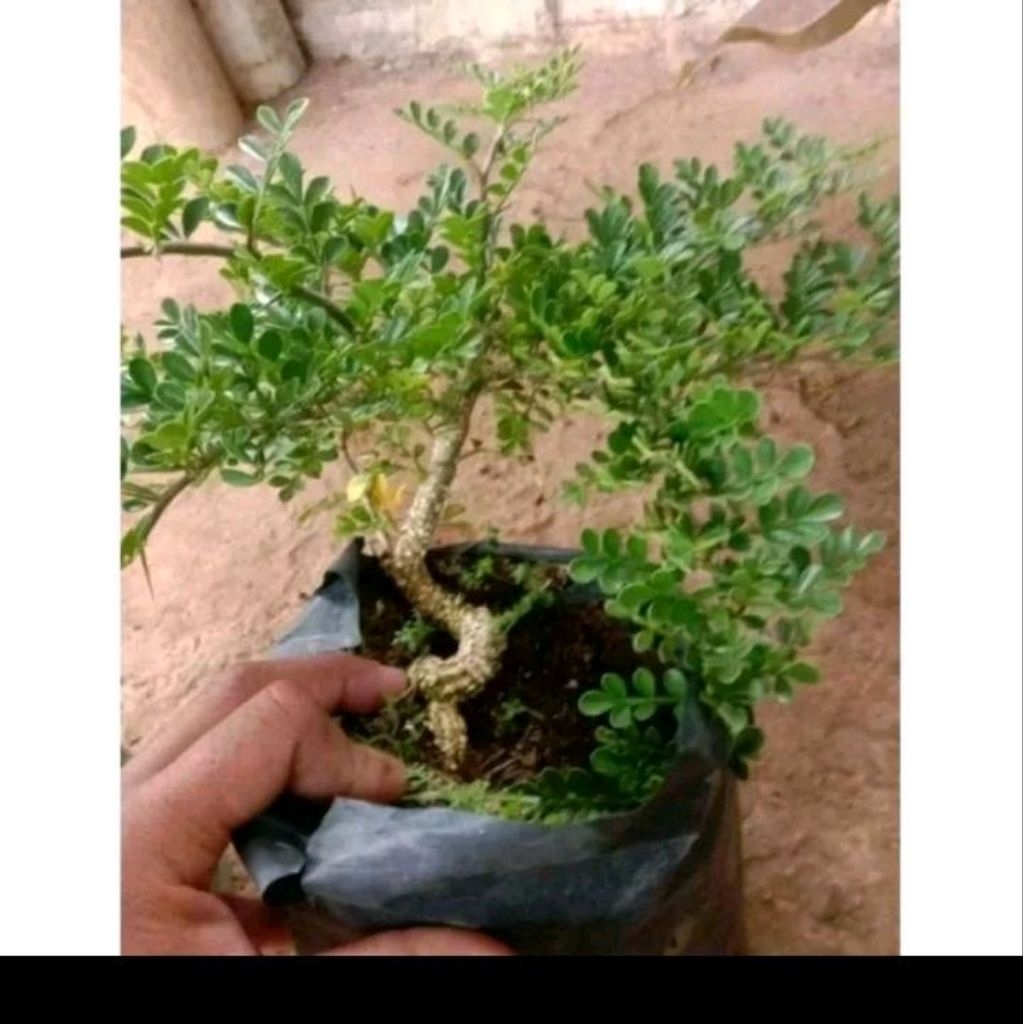 Biji pohon kawista batu/kawista krikil (bahan bonsai)