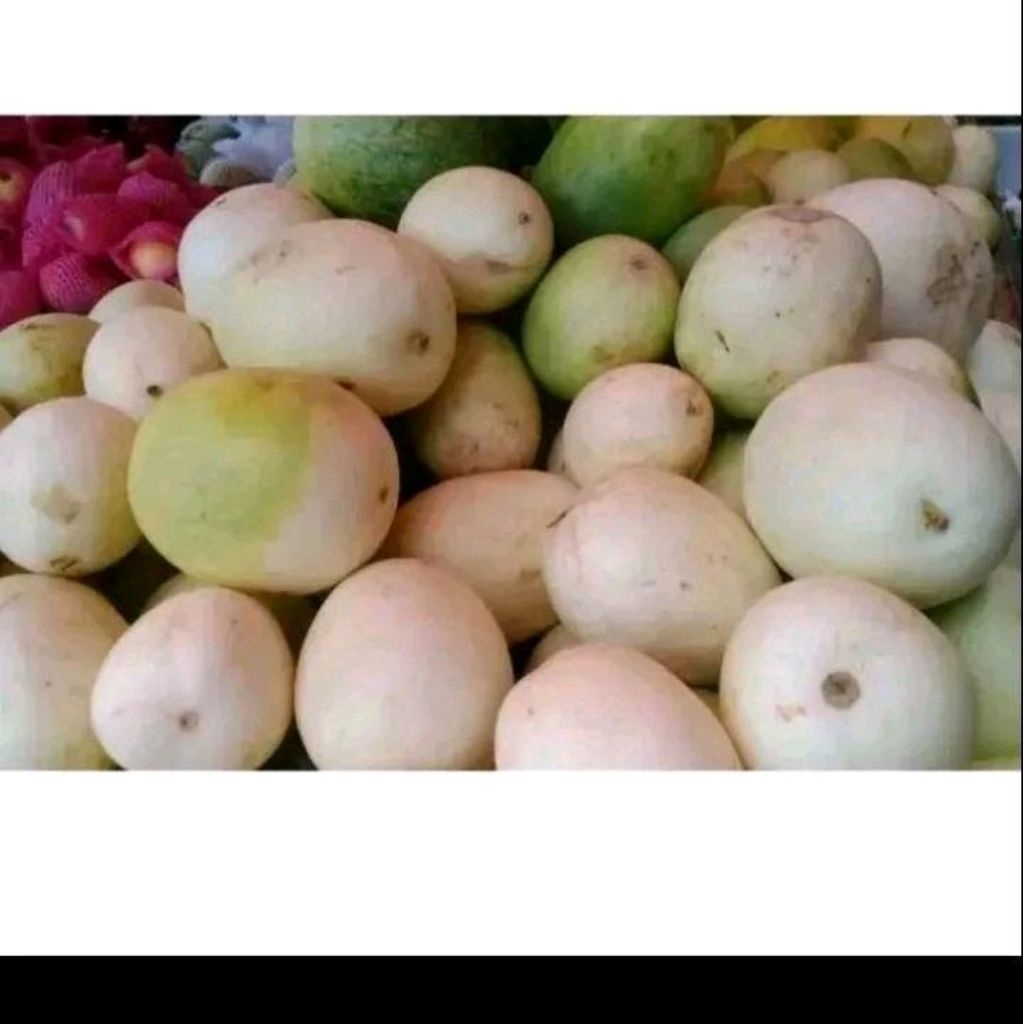 Biji benih timun suri putih